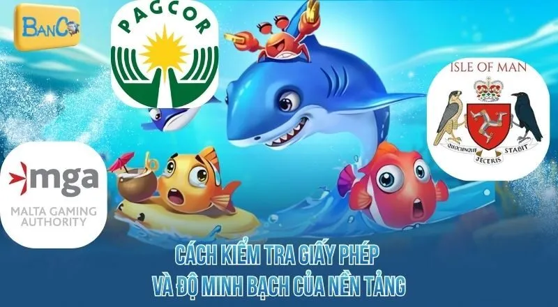 cach-kiem-tra-giay-phep-va-do-minh-bach-cua-nen-tang